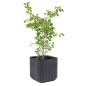 Kruka Keter Cube Wood Planter M antracit