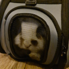 Transportväska för hund/katt - svart