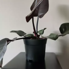 Produktionskruka - set med 500 stycken