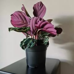 Produktionskruka - set med 500 stycken