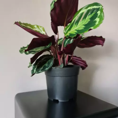 Produktionskruka - set med 500 stycken