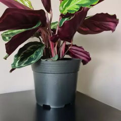 Produktionskruka - set med 500 stycken