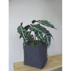 BERTONI EE Krukaöverdrag Simple XL - 25 cm