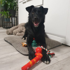Julklapp till hunden - leksaker Purlov 22637 | HandlaSmidigt.se