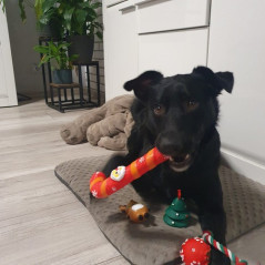 Julklapp till hunden - leksaker Purlov 22637 | HandlaSmidigt.se