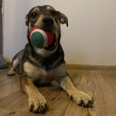 Julklapp till hunden - leksaker Purlov 22637 | HandlaSmidigt.se