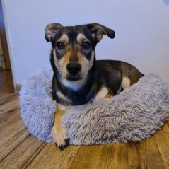 Hårig hundbädd grå 22759