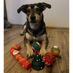Julklapp till hunden - leksaker Purlov 22637 | HandlaSmidigt.se