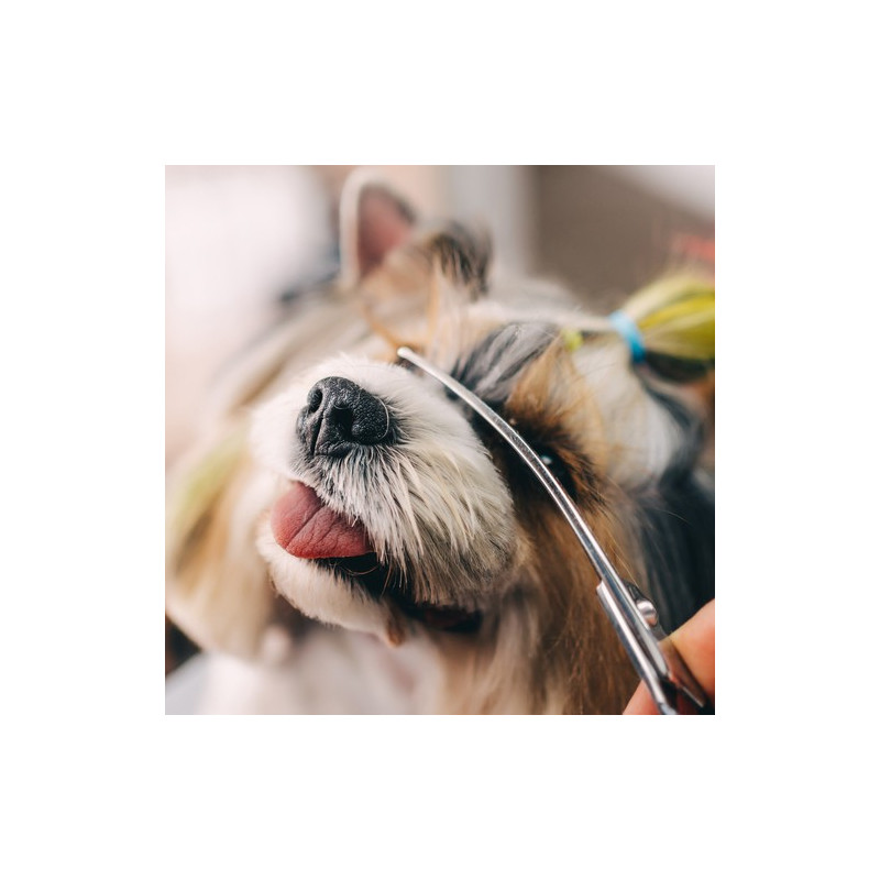 Saxar för hundklippning Purlov 23186