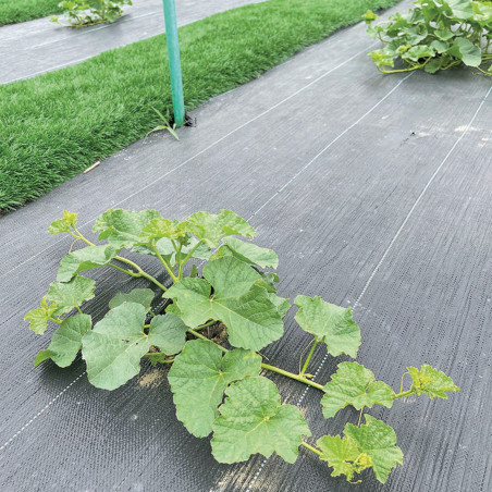 Agrotextil svart, 1 x 5 m, 100 g/m2 GR1016