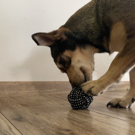Leksakssats för hund - 10 st. Purlov 24388