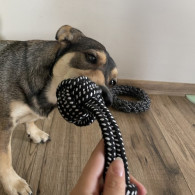 Leksakssats för hund - 10 st. Purlov 24388