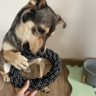 Leksakssats för hund - 10 st. Purlov 24388