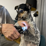 Klippare för hund/kattklor Purlov 24739
