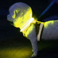 Lysande LED-halsband - justerbart Purlov 24200