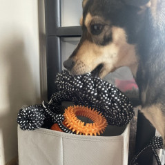 Leksakssats för hund - 10 st. Purlov 24388