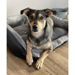 Hund/kattbädd 60x45cm Purlov 24288