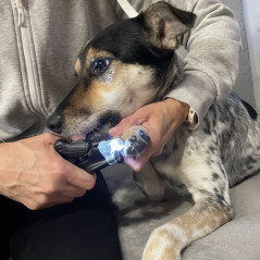 Klippare för hund/kattklor Purlov 24739