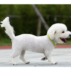 Lysande LED-halsband - justerbart Purlov 24200