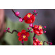 Blocket ikoner 10369 plommonblomma