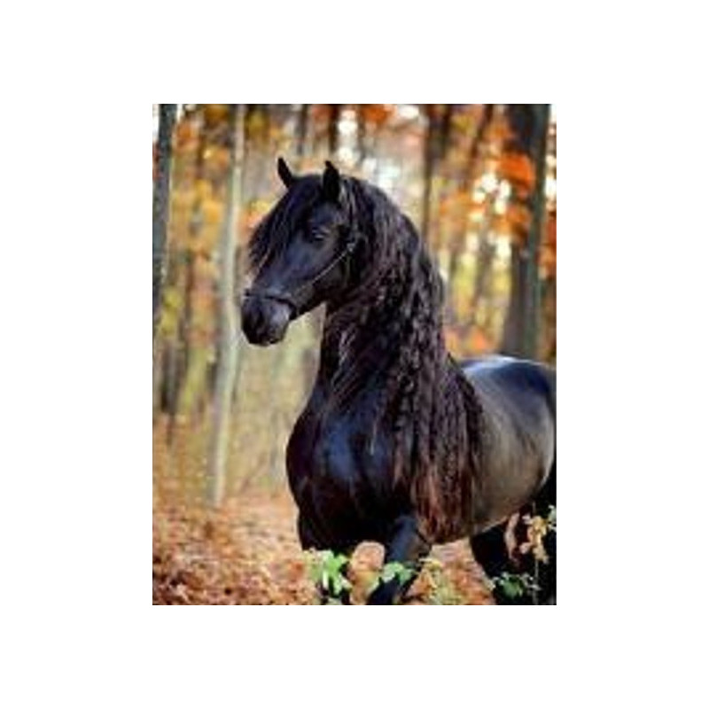 Diamantmosaik - svart häst