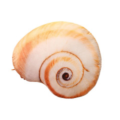Maskot Plus Shell Snail Kudde 50 x 40 cm