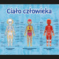 Den pedagogiska spelet Mästare av kunskap om människokroppen Trefl 01957