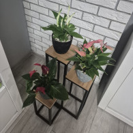 Blomsterväxtställning 67cm Ruhhy 25626